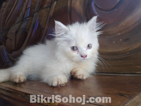 পার্সিয়ান বিড়াল